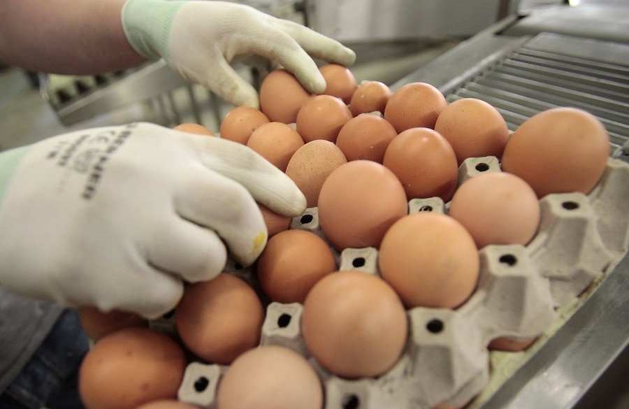 Директор птицефабрики раскрыл секрет "резиновых яиц" (ВИДЕО)