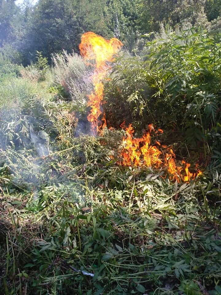 В Баткенской области сожгли три тонны дикорастущей конопли