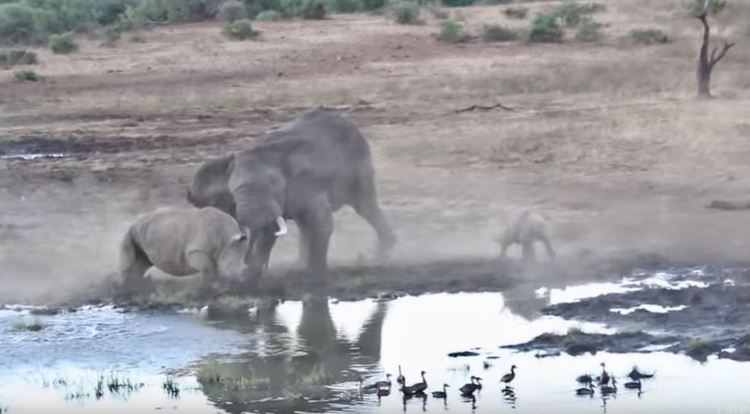Слон и носорог не поделили водопой. Их схватка попала на видео