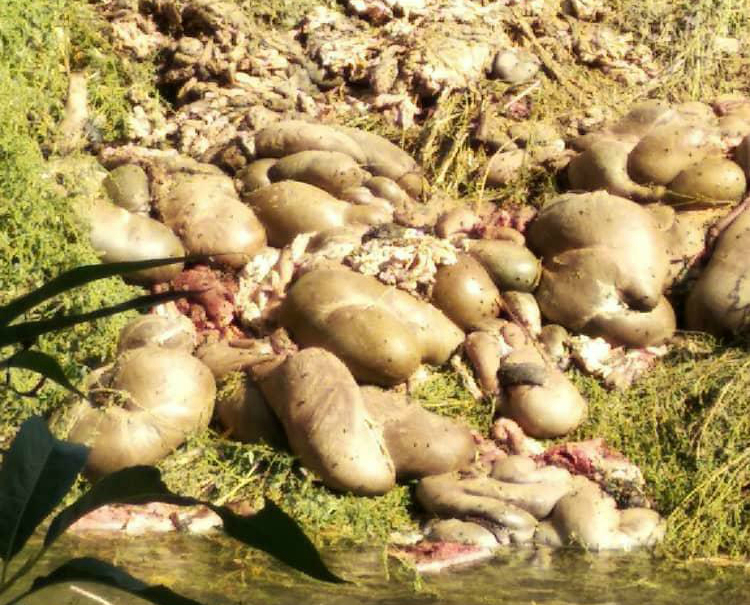 Мясные отходы выкидывают на берег Ала-Арчи в Маевке