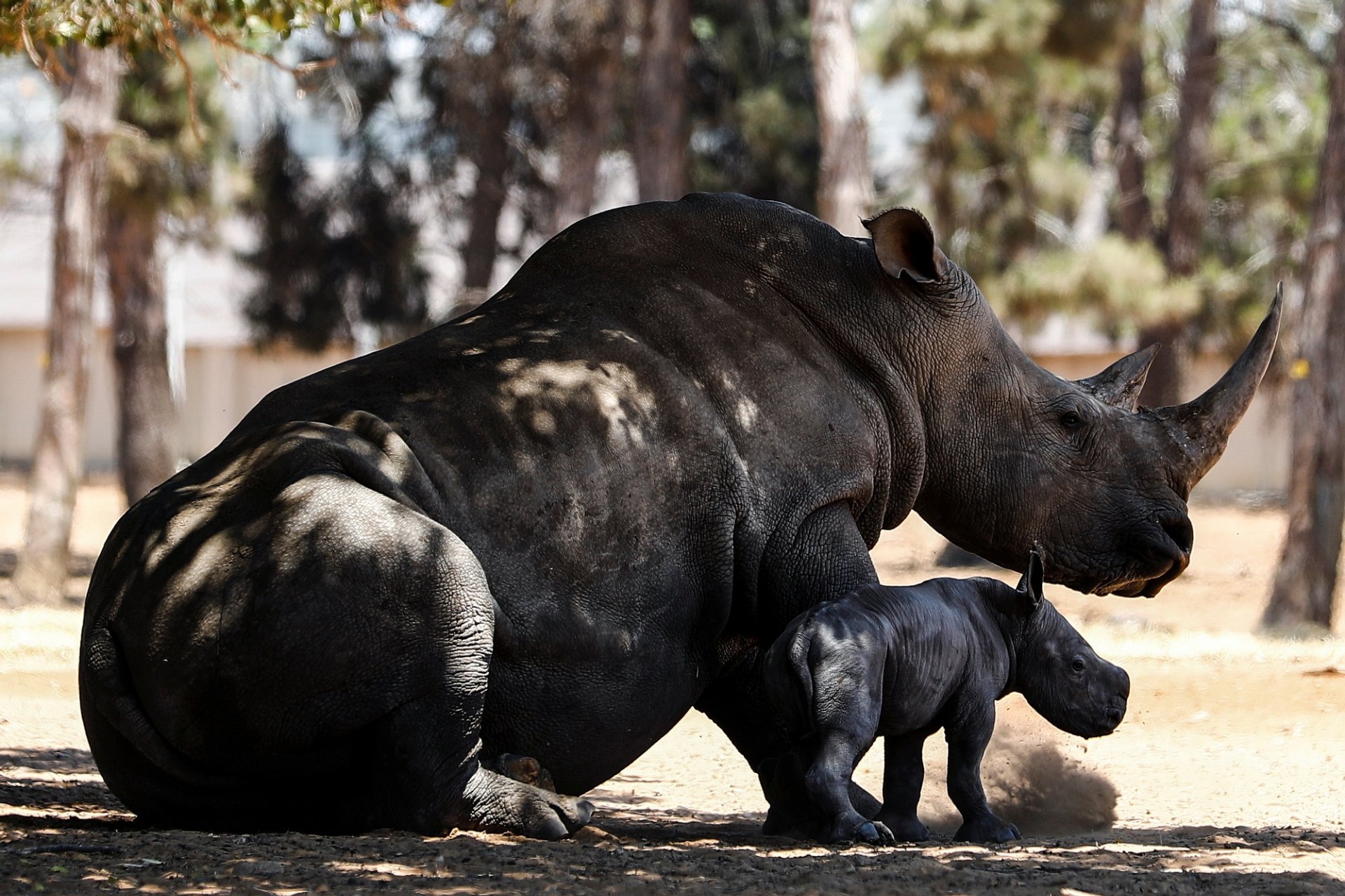 Детеныш носорога. Животное похожее на носорога. Носорог с детенышем в зоопарке. Израильский зоопарк. Сколько детенышей носорога родилось в 2001 году