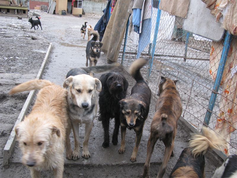 Shooting of stray dogs resumed in Bishkek 24.KG