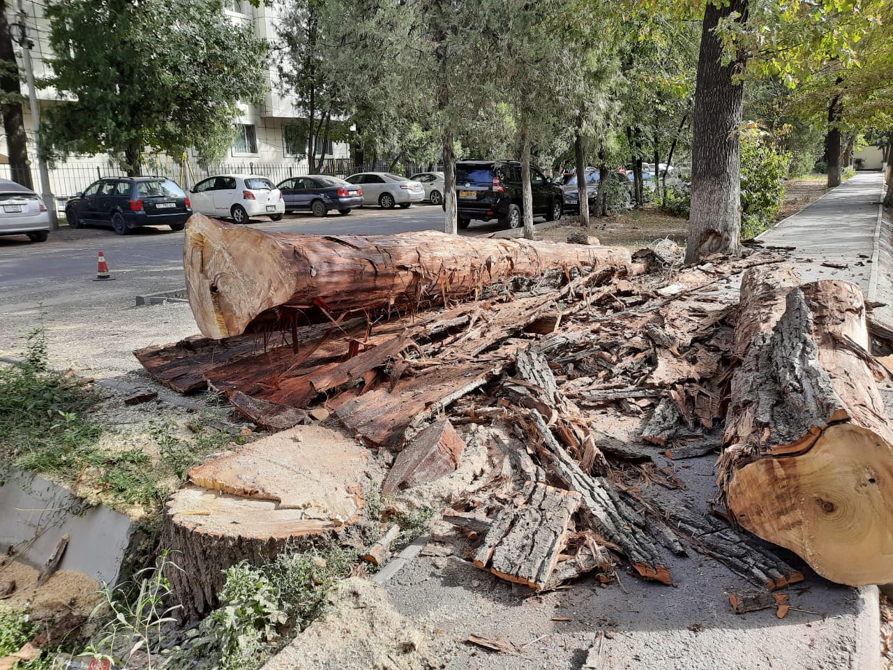 Деревья срубили на улице Раззакова в Бишкеке. Мэрия заверила, что они аварийные