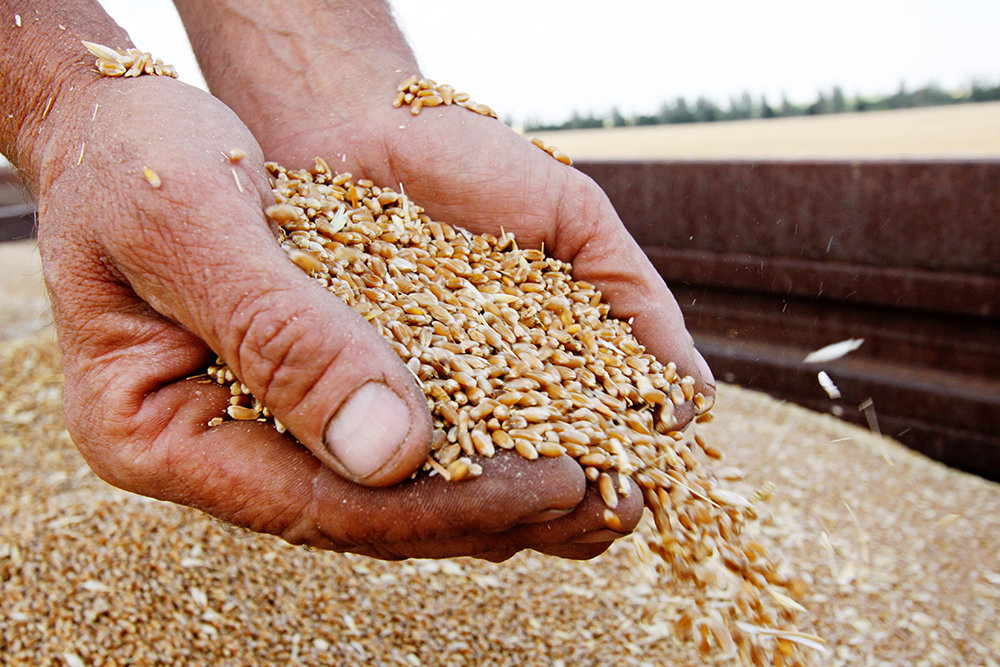 Россельхознадзор: Кыргызстан систематически нарушает правила выпуска зерна