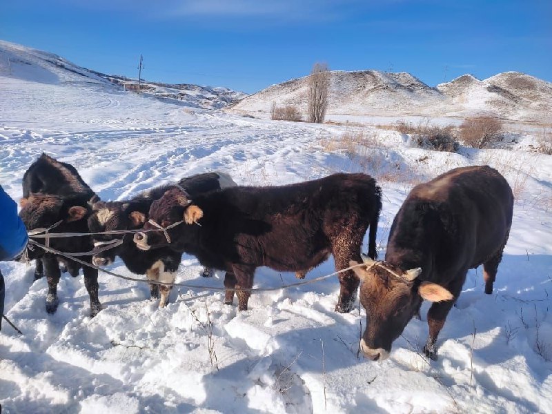 Кыргызстанец пытался незаконно перегнать двух коров через границу в Узбекистан