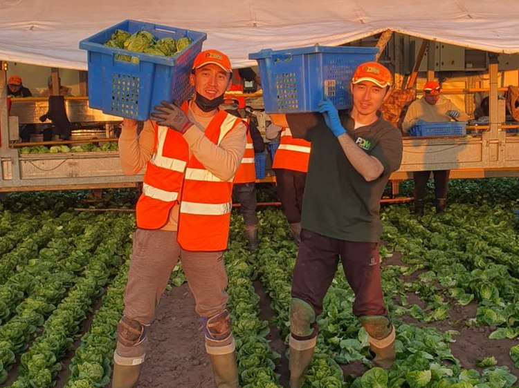 Кыргызстанцы в Великобритании: как работают и выживают на полях местных фермеров