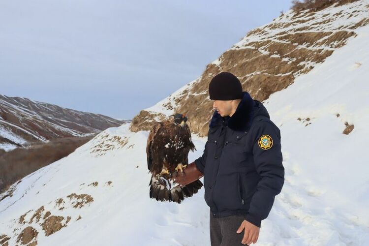 Osh region resident fined for keeping Red Book golden eagle
