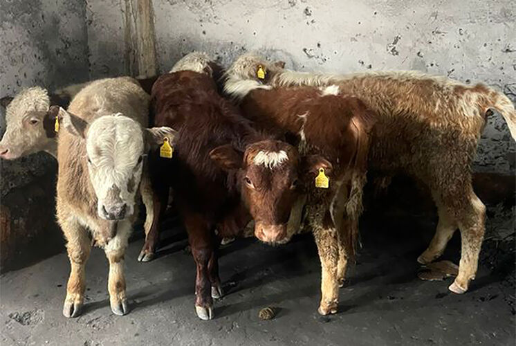 Border guards in Batken prevent illegal transportation of 10 calves abroad