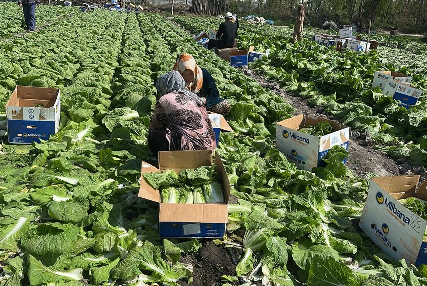 Фермеры Аравана собрали первый урожай пекинской капусты для экспорта в&nbsp;Россию