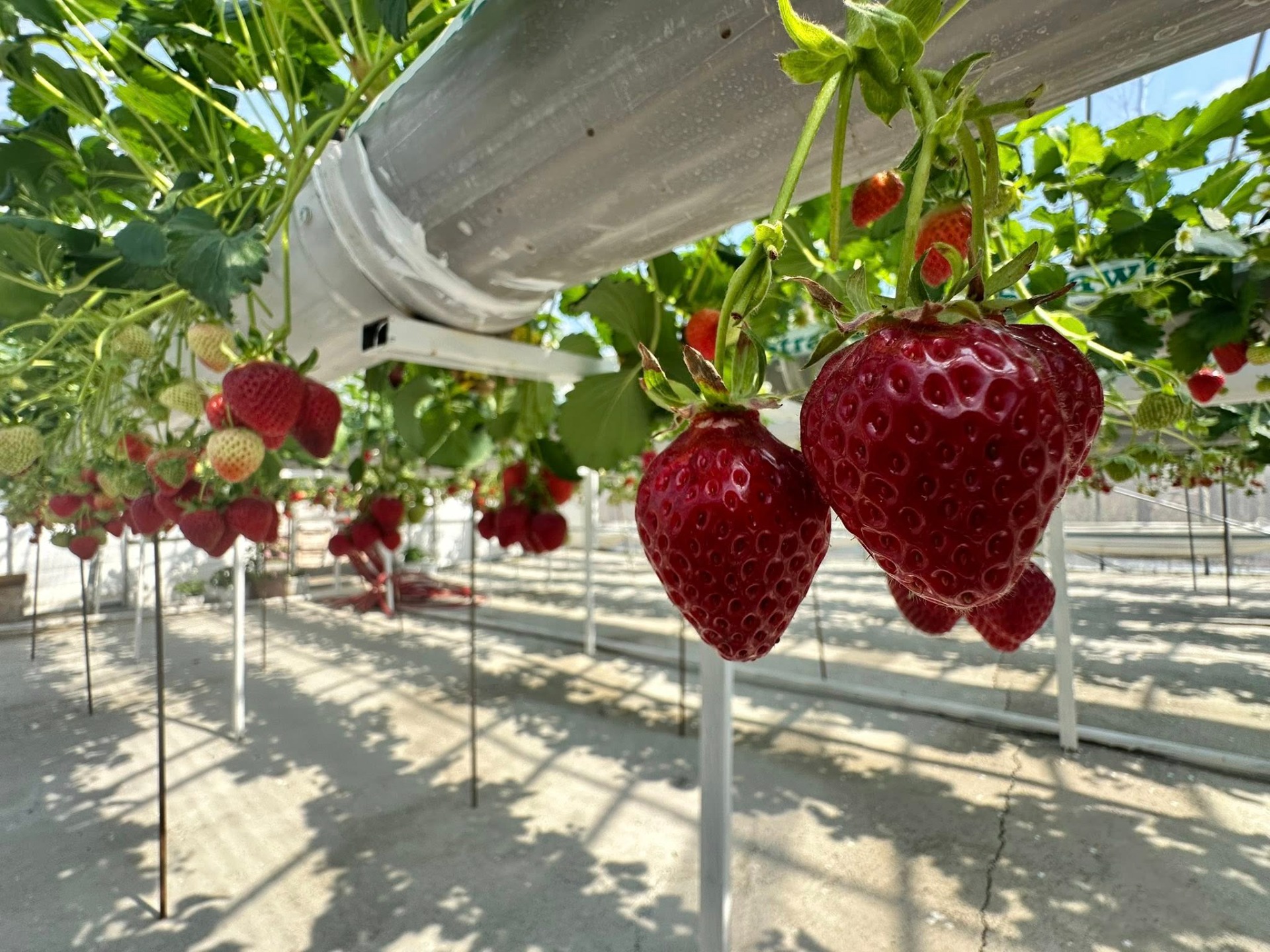 В&nbsp;Баткене жители зарабатывают на&nbsp;клубнике 1,5 тысячи сомов за&nbsp;килограмм