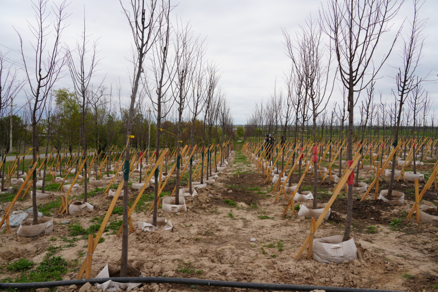 В&nbsp;КР&nbsp;субъектам, работающим в&nbsp;сфере садоводства, предоставят льготные кредиты