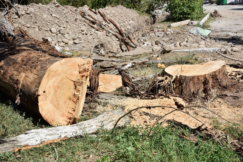 Более 4&nbsp;тысяч деревьев спилили в&nbsp;Бишкеке за&nbsp;год