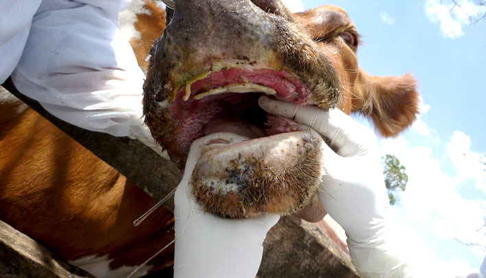 Опасный ящур на&nbsp;подходе, в&nbsp;Узбекистане вводят особый режим