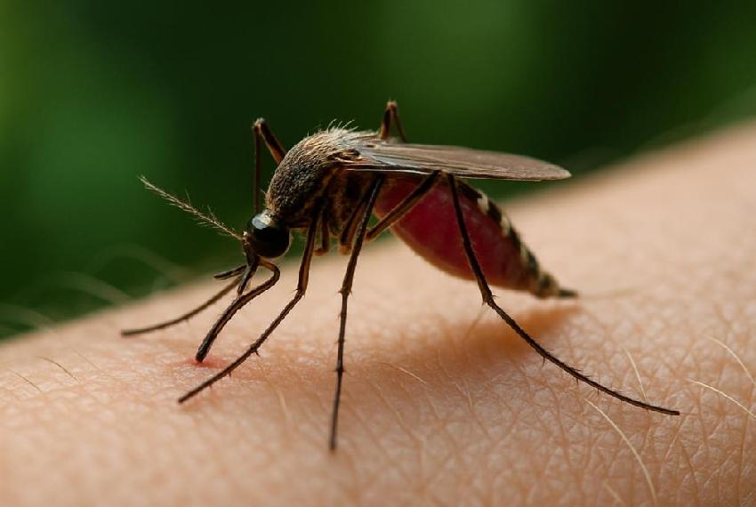 Едете в&nbsp;страну с&nbsp;тропическим климатом? Об&nbsp;опасности малярии рассказали медики