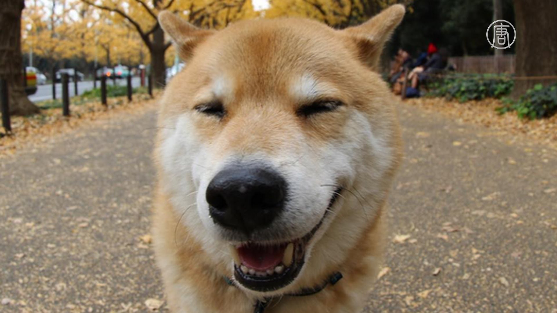 Говорящая собака. Собака сомневака. Собака говорит раф. Не упс а псу. Говорящие щенки.