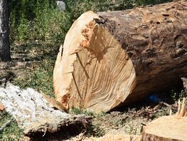 Бишкекчанка о&nbsp;словах Рамиза Алиева: Сначала обрезают, потом признают аварийными
