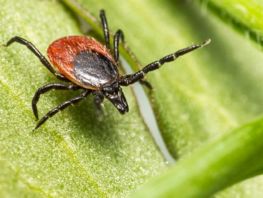 More than 500 tick bite cases registered in Kyrgyzstan since beginning of 2026
