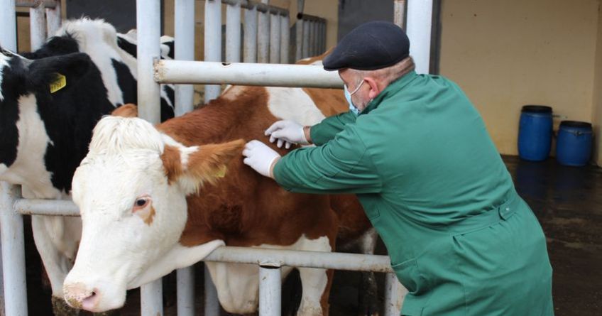 Мы&nbsp;на&nbsp;грани распада. Частные ветеринары Кыргызстана заявили о&nbsp;кризисе в&nbsp;отрасли

