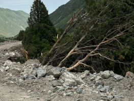 В&nbsp;Аламединском ущелье ради дороги продолжают вырубать ели и&nbsp;уничтожать тропы
