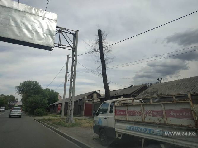 Фото 24.kg. Обрезка деревьев в Бишкеке, улица Толстого