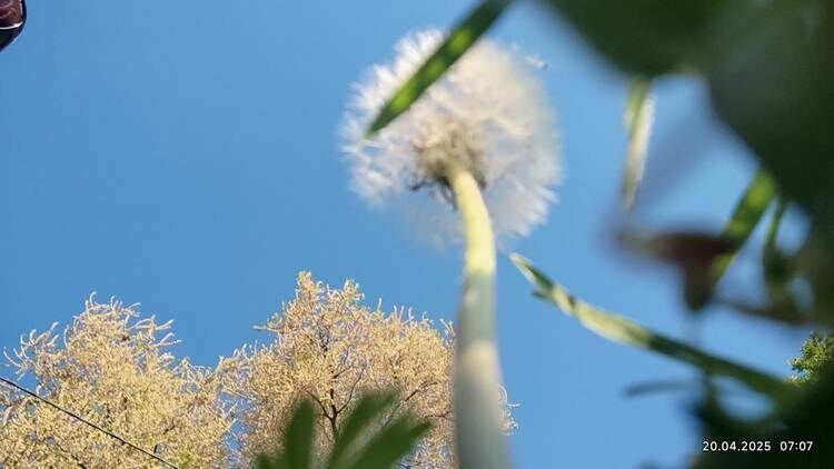 Николая Манаковского