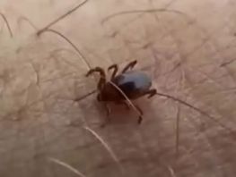 Первый смертельный случай от&nbsp;укуса клеща зафиксировали в&nbsp;Жамбылской области&nbsp;РК
