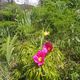 Фото пресс-службы ГАООСиЛХ. В заповеднике «Сары-Челек» расцвели краснокнижные весенние цветы