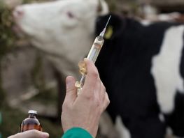 Foot-and-mouth disease mutation reduces vaccine effectiveness in Kyrgyzstan