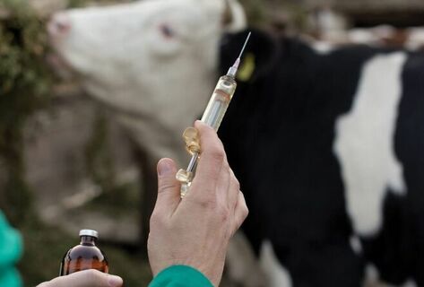 Foot-and-mouth disease mutation reduces vaccine effectiveness in Kyrgyzstan