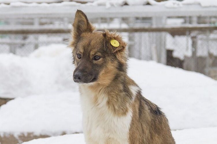 из интернета