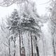 Фото ИА «24.kg». Кроны деревьев гнутся под тяжестью снега