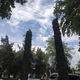 Фото 24.kg. Обрезка деревьев в Бишкеке, проспект Жибек Жолу
