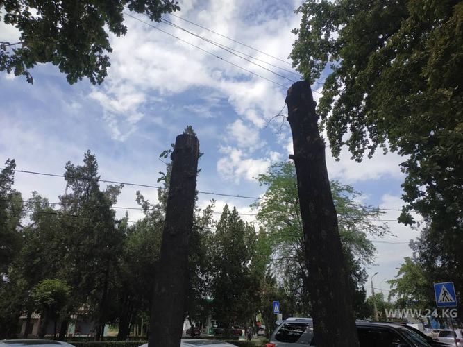 Фото 24.kg. Обрезка деревьев в Бишкеке, проспект Жибек Жолу