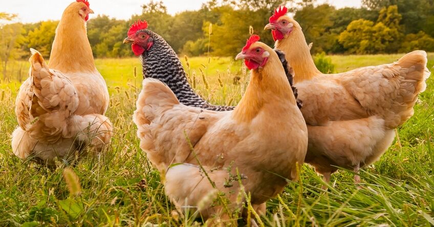 С&nbsp;20&nbsp;марта в&nbsp;Кыргызстане стартует сельскохозяйственная перепись
