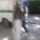 Фото «РСК Банк». В Бишкеке срубили дерево