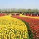 Фото из интернета. Тюльпановые поля в Китае