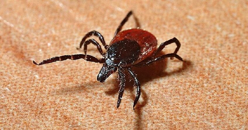 За&nbsp;две недели 41&nbsp;человек обратился с&nbsp;укусом клеща в&nbsp;инфекционную больницу 