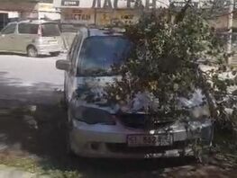 Большая ветка упала на&nbsp;авто в&nbsp;Бишкеке и&nbsp;чуть не&nbsp;задела прохожего

