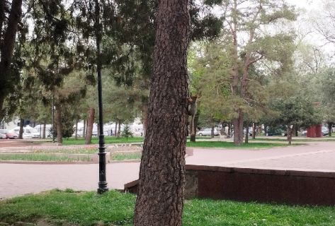 Белки в&nbsp;Бишкеке и&nbsp;водопад в&nbsp;Аламедине: весенние фото и&nbsp;видео читателей 24.kg
