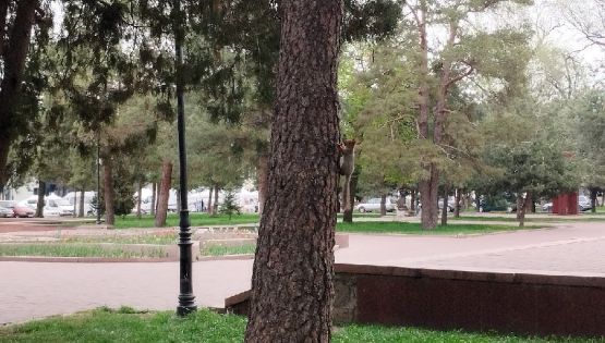 Белки в&nbsp;Бишкеке и&nbsp;водопад в&nbsp;Аламедине: весенние фото и&nbsp;видео читателей 24.kg
