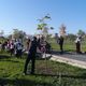 Фото пресс-службы мэрии. Подопечные Бишкекского дома престарелых посадили саженцы в новом парке на Южной магистрали