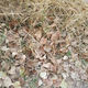Фото 24.kg. В саду уже опадает листва