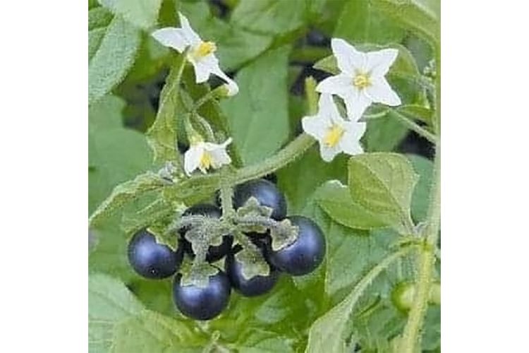 из архива Нели Омаровой