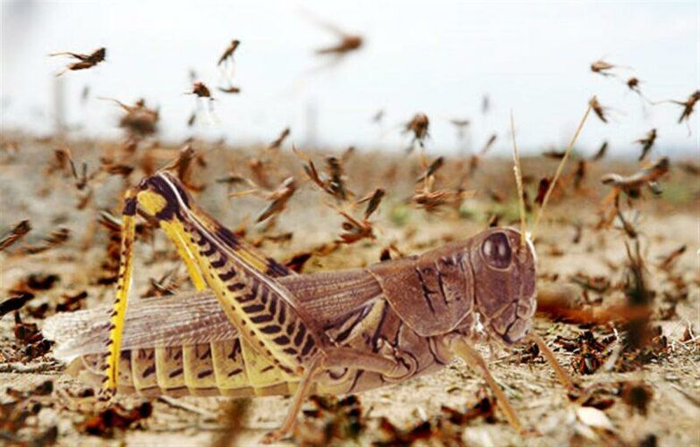 иллюстративное