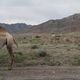 Фото Насыра Молдогазиева. На трассе Балыкчи — Кочкор пасутся верблюды