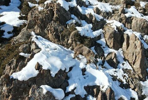 Fines for killing wild animals in Kyrgyzstan increased two- to threefold