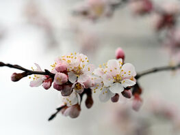 24-мартка карата аба ырайы
