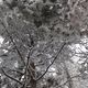 Фото ИА «24.kg». Ветки еле сдерживают натиск мокрого снега