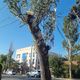 Фото читателя 24.kg. В Бишкеке на улице Ахунбаева варварски обрезают деревья