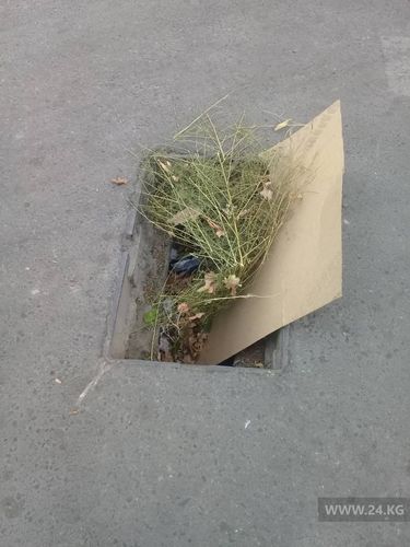 читателя 24.kg